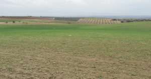 finca rústica en el carpio de tajo